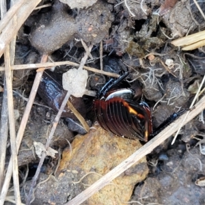 Platyzosteria similis at Coree, ACT - 19 Aug 2023