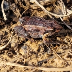 Crinia signifera (Common Eastern Froglet) at Sherwood Forest - 19 Aug 2023 by trevorpreston