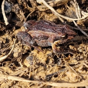 Crinia signifera at Coree, ACT - 19 Aug 2023