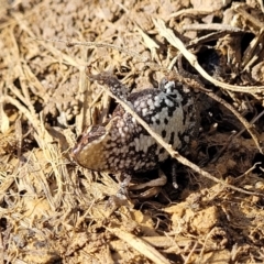 Crinia signifera at Coree, ACT - 19 Aug 2023