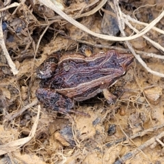 Crinia signifera at Coree, ACT - 19 Aug 2023 01:58 PM