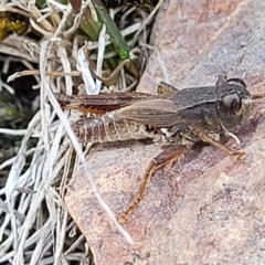 Phaulacridium vittatum (Wingless Grasshopper) at Coree, ACT - 19 Aug 2023 by trevorpreston