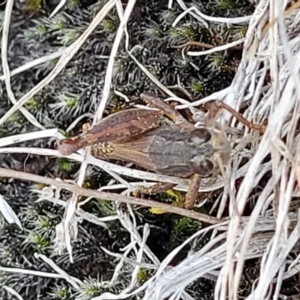 Phaulacridium vittatum at Coree, ACT - 19 Aug 2023