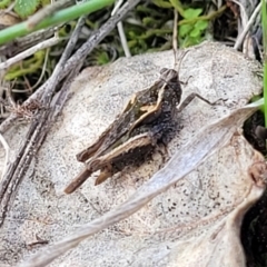 Paratettix australis (A pygmy grasshopper) at Coree, ACT - 19 Aug 2023 by trevorpreston