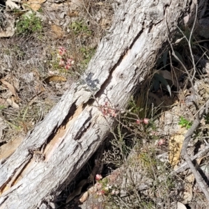 Cryptandra sp. Floriferous (W.R.Barker 4131) W.R.Barker at Coree, ACT - 19 Aug 2023 01:50 PM