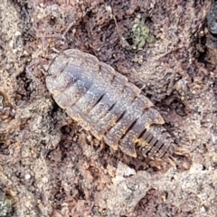 Unidentified Other Crustacean at Coree, ACT - 19 Aug 2023 by trevorpreston