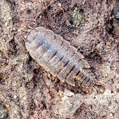 Isopoda (order) at Sherwood Forest - 19 Aug 2023 by trevorpreston
