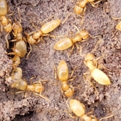 Formicidae (family) (Unidentified ant) at Coree, ACT - 19 Aug 2023 by trevorpreston