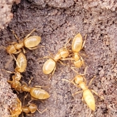 Formicidae (family) at Coree, ACT - 19 Aug 2023 01:45 PM