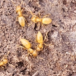 Formicidae (family) at Coree, ACT - 19 Aug 2023 01:45 PM