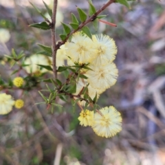 Acacia gunnii (Ploughshare Wattle) at Coree, ACT - 19 Aug 2023 by trevorpreston