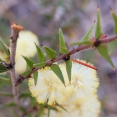 Acacia gunnii at Coree, ACT - 19 Aug 2023