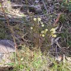 Acacia gunnii at Coree, ACT - 19 Aug 2023