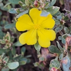 Hibbertia obtusifolia (Grey Guinea-flower) at Sherwood Forest - 19 Aug 2023 by trevorpreston