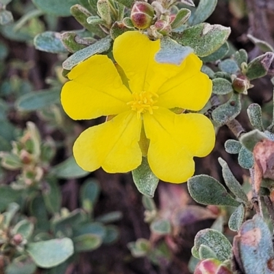 Hibbertia obtusifolia (Grey Guinea-flower) at Coree, ACT - 19 Aug 2023 by trevorpreston
