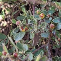 Hibbertia obtusifolia at Coree, ACT - 19 Aug 2023