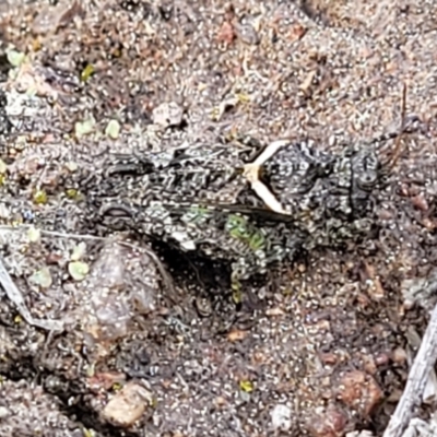 Tetrigidae (family) (Pygmy grasshopper) at Coree, ACT - 19 Aug 2023 by trevorpreston