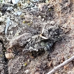 Tetrigidae (family) at Coree, ACT - 19 Aug 2023