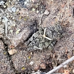 Tetrigidae (family) at Coree, ACT - 19 Aug 2023 01:39 PM