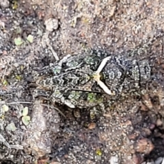 Tetrigidae (family) at Coree, ACT - 19 Aug 2023