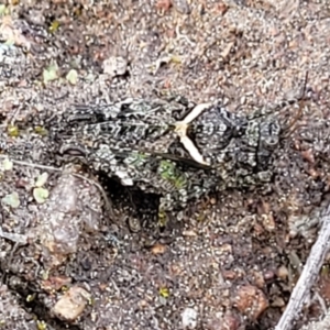 Tetrigidae (family) at Coree, ACT - 19 Aug 2023