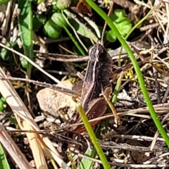 Macrotona sp. (genus) (Macrotona grasshopper) at Sherwood Forest - 19 Aug 2023 by trevorpreston