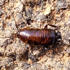 Blattidae sp. (family) (Unidentified blattid cockroach) at Coree, ACT - 19 Aug 2023 by trevorpreston
