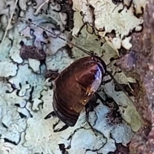 Blattidae sp. (family) at Coree, ACT - 19 Aug 2023