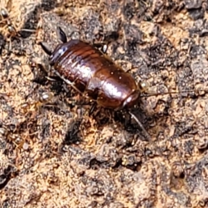 Blattidae sp. (family) at Coree, ACT - 19 Aug 2023