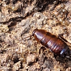 Blattidae sp. (family) at Coree, ACT - 19 Aug 2023