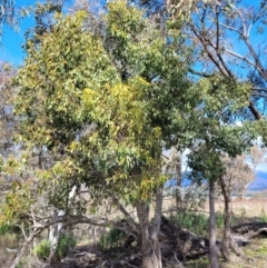 Brachychiton populneus subsp. populneus (Kurrajong) at Sherwood Forest - 19 Aug 2023 by trevorpreston