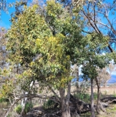 Brachychiton populneus subsp. populneus (Kurrajong) at Coree, ACT - 19 Aug 2023 by trevorpreston