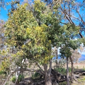 Brachychiton populneus subsp. populneus at Coree, ACT - 19 Aug 2023