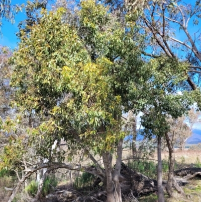 Brachychiton populneus subsp. populneus (Kurrajong) at Sherwood Forest - 19 Aug 2023 by trevorpreston