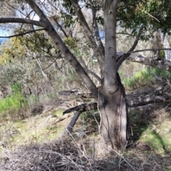 Brachychiton populneus subsp. populneus at Coree, ACT - 19 Aug 2023 01:22 PM