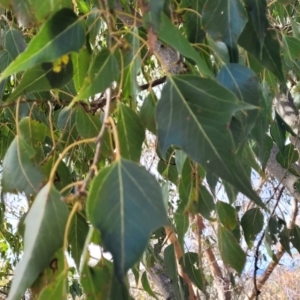 Brachychiton populneus subsp. populneus at Coree, ACT - 19 Aug 2023