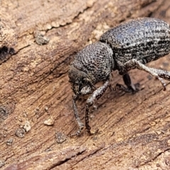 Cubicorhynchus sp. (genus) (Ground weevil) at Coree, ACT - 19 Aug 2023 by trevorpreston