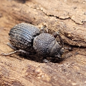 Cubicorhynchus sp. (genus) at Coree, ACT - 19 Aug 2023