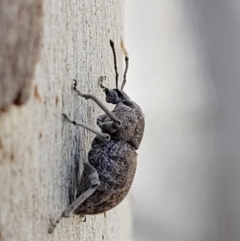 Polyphrades paganus (A weevil) at Coree, ACT - 19 Aug 2023 by trevorpreston