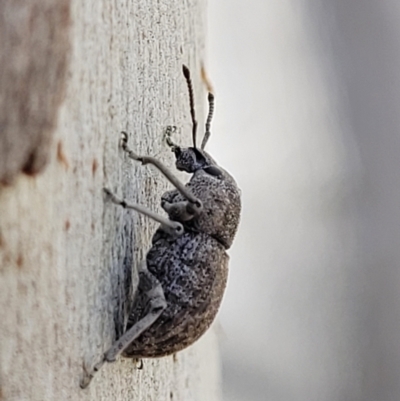 Polyphrades paganus (A weevil) at Coree, ACT - 19 Aug 2023 by trevorpreston