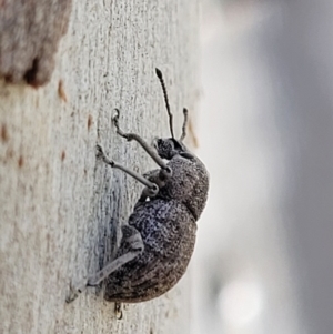 Polyphrades paganus at Coree, ACT - 19 Aug 2023