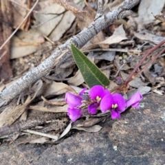 Hardenbergia violacea (False Sarsaparilla) at Sherwood Forest - 19 Aug 2023 by trevorpreston