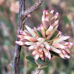 Brachyloma daphnoides (Daphne Heath) at Sherwood Forest - 19 Aug 2023 by trevorpreston