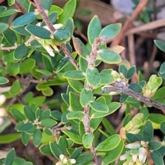 Brachyloma daphnoides at Coree, ACT - 19 Aug 2023