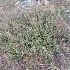 Brachyloma daphnoides at Coree, ACT - 19 Aug 2023