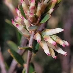 Brachyloma daphnoides at Coree, ACT - 19 Aug 2023