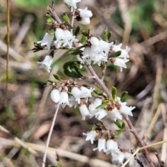 Cryptandra amara (Bitter Cryptandra) at Sherwood Forest - 19 Aug 2023 by trevorpreston