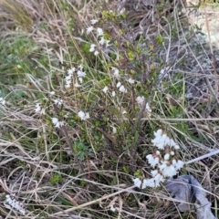 Cryptandra amara at Coree, ACT - 19 Aug 2023