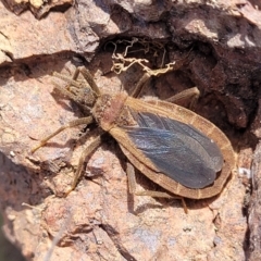 Aradidae sp. (family) (Flat bug) at Coree, ACT - 19 Aug 2023 by trevorpreston