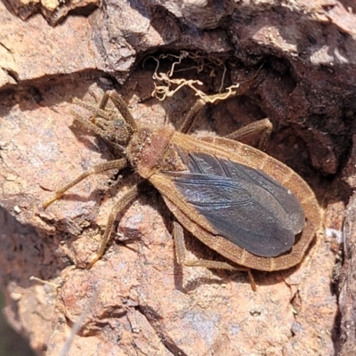 Aradidae sp. (family) (Flat bug) at Sherwood Forest - 19 Aug 2023 by trevorpreston